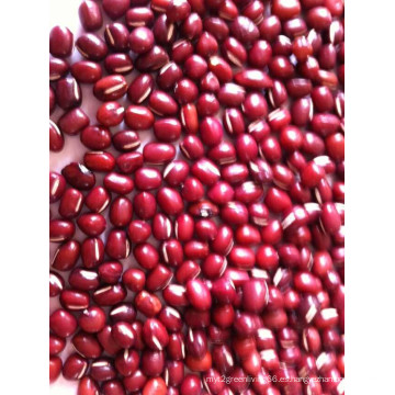 25kgs de calidad superior en venta Mung Bean